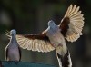 Peaceful Dove
